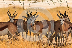 Springbok in natural habitat in Etosha National Park in Namibia