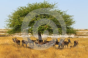 Springbok in natural habitat in Etosha National Park in Namibia