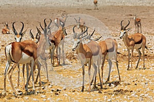 Springbok in natural habitat in Etosha National Park in Namibia