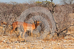 Springbok in natural habitat in Etosha National Park in Namibia