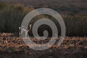 Springbok in nice light. Palmwag, Kaokoland, Kunene Region. Namibia. Harsh Landscape. Horizontal Image.