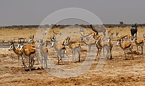 Springbok Plains Game on the African Plains with Kudu behind