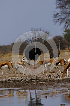 Springbok Plains Game on the African Plains with Ostrichs close by