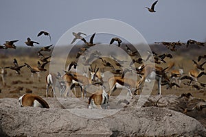 Springbok Plains Game on the African Plains with Sandgrouse flying over close by