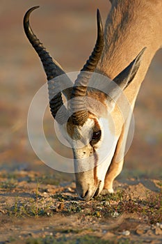 Springbok portrait feeding on fresh foliage