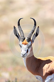 Springbok Ram photo