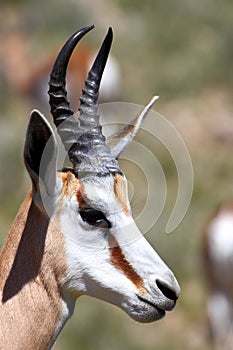 Springbok Ram photo