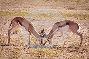 Springbok rams sparring