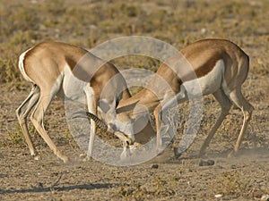 Springbok rams sparring