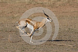 Springbok running photo