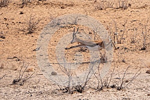 Springbok Running and Leaping Midair