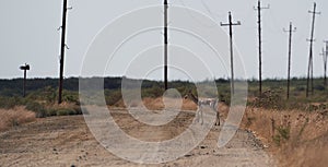 Springbok, sand gazelle Gazella marica, Arabian Peninsula