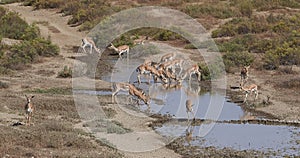 Springbok, sand gazelle Gazella marica, Arabian Peninsula