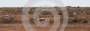 Springbok, sand gazelle Gazelle Marica, Arabian Peninsula