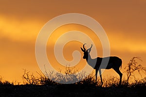 Springbok silhouette photo