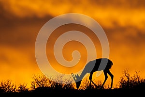 Springbok silhouette, Kalahari photo