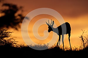 Springbok silhouette, Kalahari desert photo