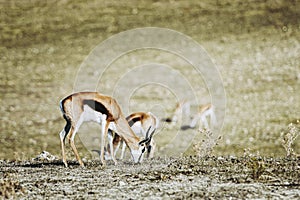 Springbok or spring antelope