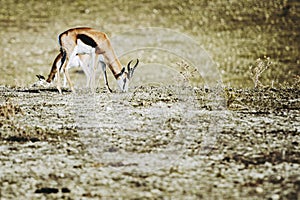 Springbok or spring antelope