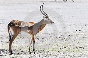 Springbok or spring antelope