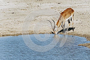 Springbok or spring antelope