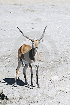 Springbok or spring antelope
