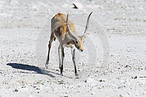 Springbok or spring antelope
