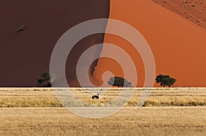 Springbok standing in front of a red dune in Sossusvlei, Namibia