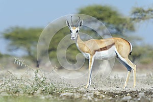 Springbok standing at waterhole