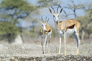 Springbok standing at waterhole