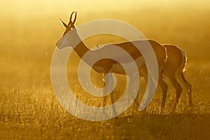 Springbok at sunrise