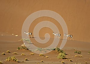 Springbok walking across desert sand dunes