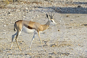 Springbok walking, side view