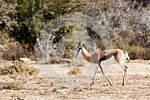 Springbok Walking - Wildlife Park