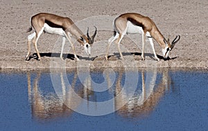 Springbok at a waterhole in Namibia