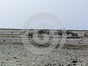 Springbok and zebra herds. Etosha National Park Namibia Africa