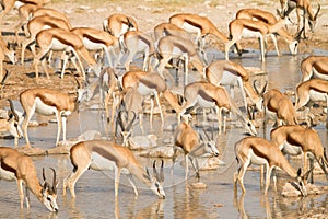 Springboks