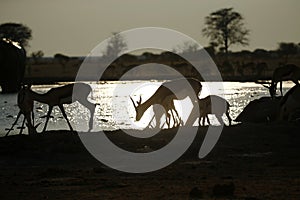 Springboks in the darknight silhouetted against the waterhole at Nxai Pan