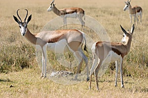 Springboks from Etosha Africa