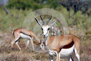 Springboks from Etosha Africa