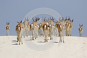 Springboks at etosha national park