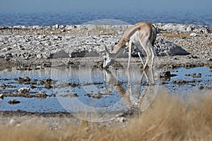 Springboks in the Etosha national park