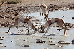 Springboks fighting in waterhole