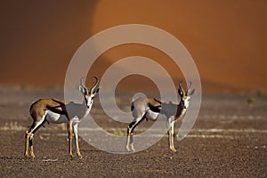Springboks in front of red desert dunes
