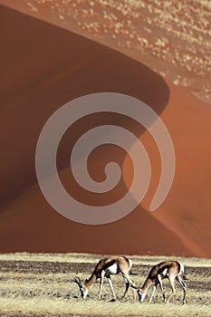 Springboks in front of red desert dunes