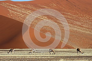 Springboks in front of red desert dunes of Namibia