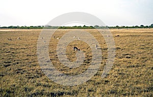 Springboks, Nata Nature Reserve, Botswana