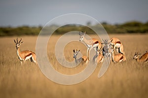 Springboks pronking in the Central Kalahari.