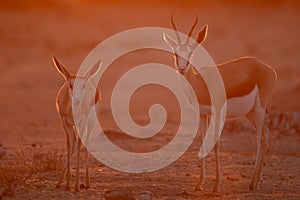 Springboks standing in golden afternoon light in Namutoni, Etosha National Park, Namibia.