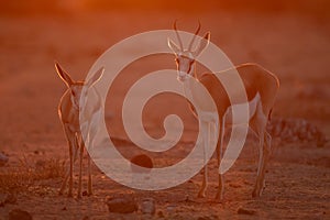 Springboks standing in golden afternoon light in Namutoni, Etosha National Park, Namibia.